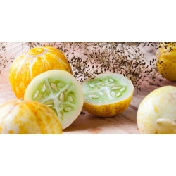 Plant de Citron (lemon)