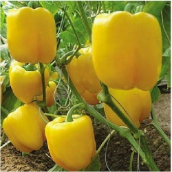 plant de poivron chinese yellow