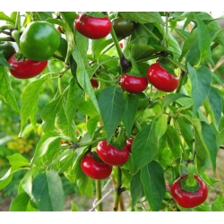 Plant de poivron Nyora